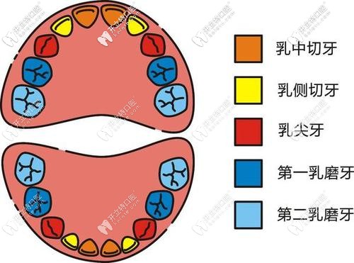 儿童乳牙的结构分布