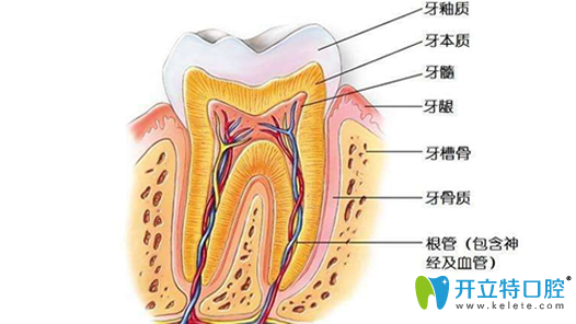 牙齿神经图