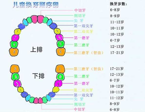 宝妈们 儿童换牙顺序图及孩子换牙期注意事项要不要看一下