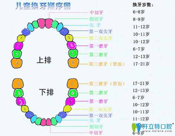 儿童换牙顺序图 儿童换牙顺序图