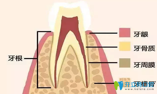 建议先看牙龈炎和牙周炎的区别，再来了解如何治疗牙周病