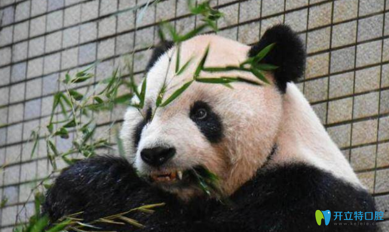 大熊猫做根管治疗后都戴牙套了,你还要问根管后要戴牙冠吗