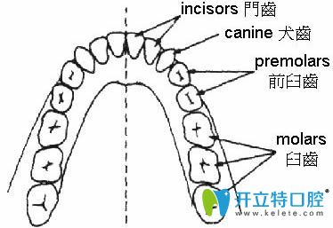 人的牙齿一共有多少颗示意图