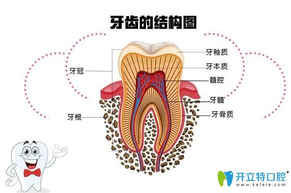北京佳景爱小心口腔医生说正畸过程中牙齿移动≠牙齿松动