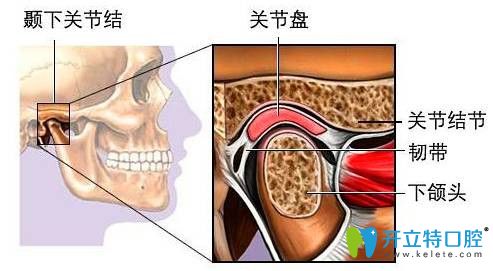 颞下颌关节图