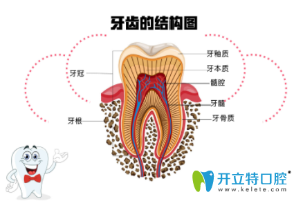 牙齿结构