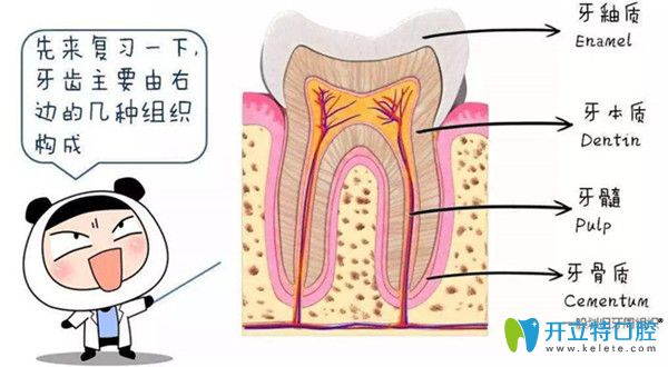 牙齿的结构图