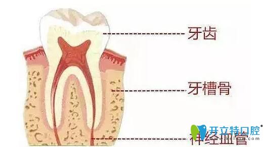 牙齿示意图 牙齿示意图