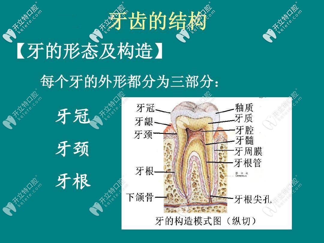 牙齿形态及结构图