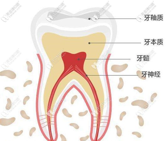 牙齿的结构示意图