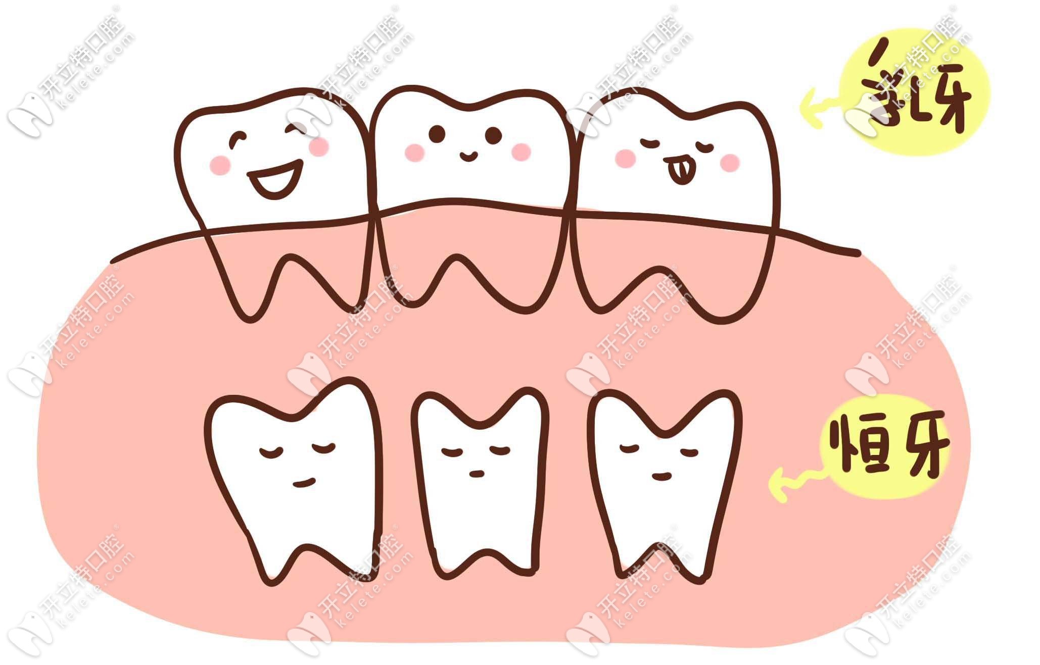 乳牙和恒牙分布图