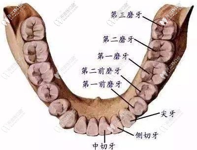 牙齿的第二磨牙在什么位置
