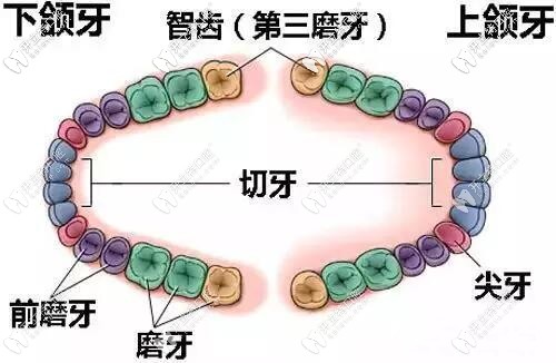 智齿图片