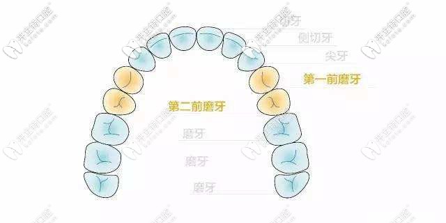 牙齿的排列顺序