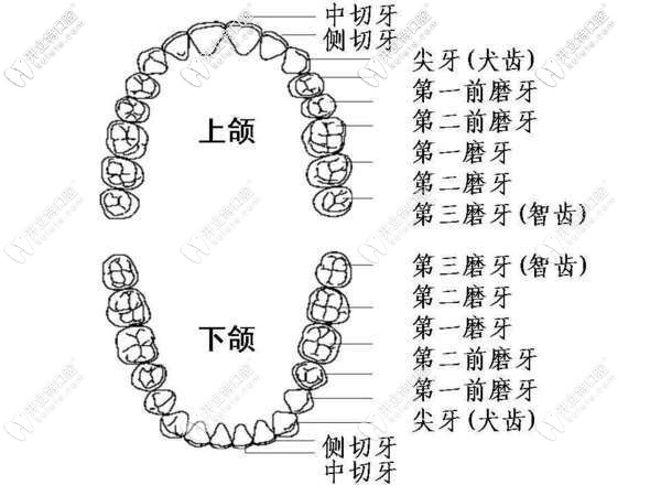 牙齿的结构分布图
