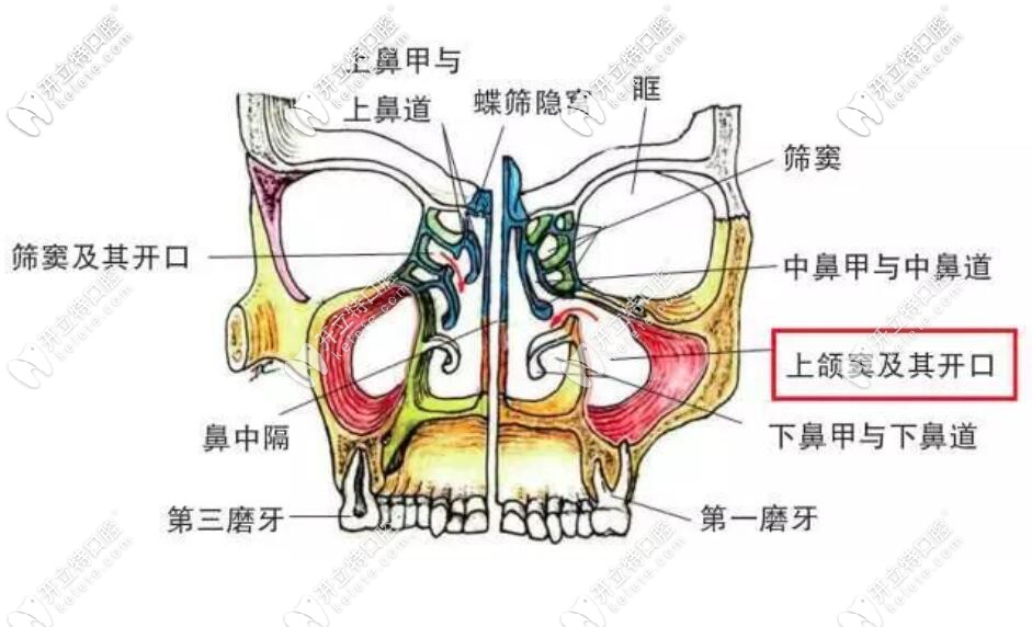 上颌窦的位置