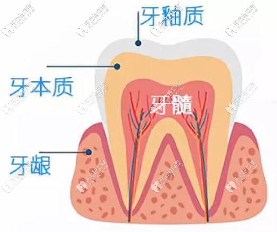 牙齿结构图片