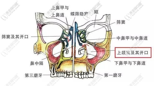 人体头骨结构图