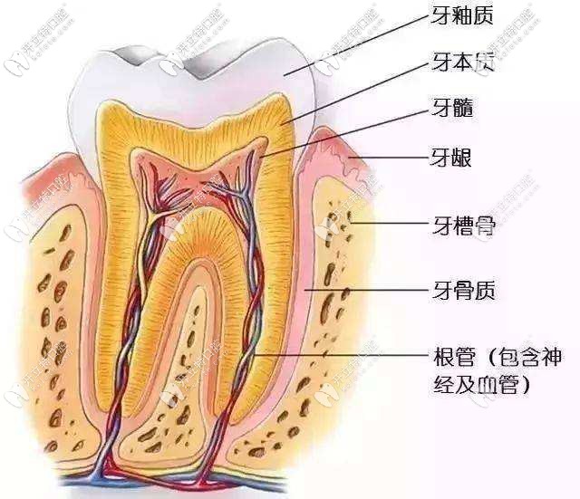 牙齿的解剖图