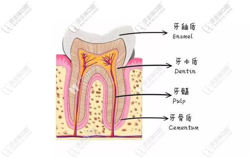牙齿的构造图