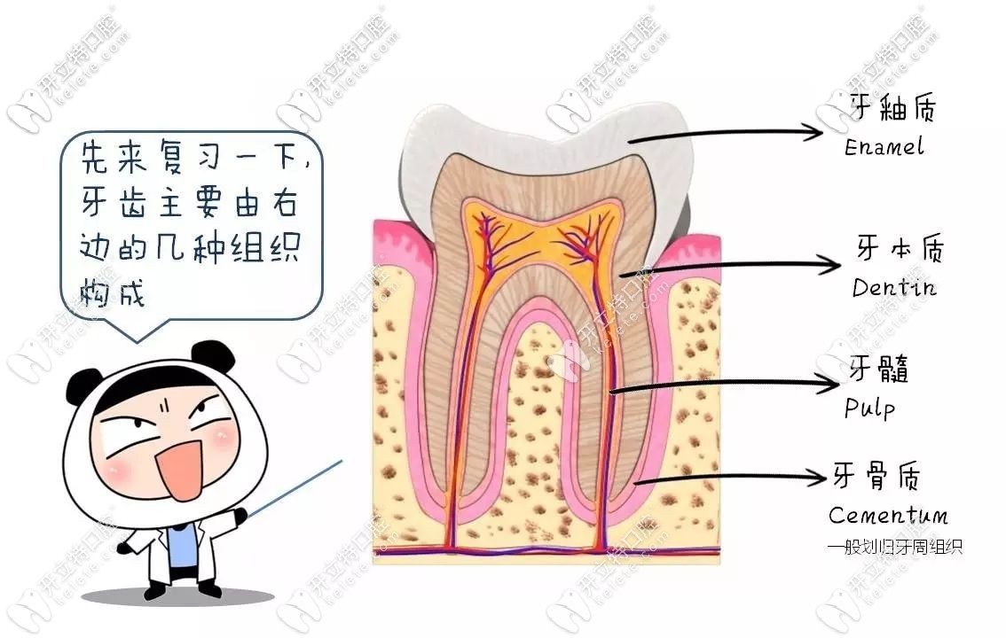 牙齿的构造