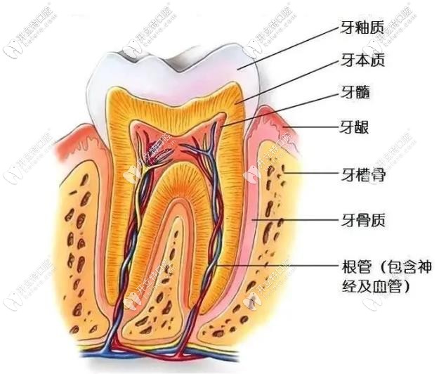 牙齿的组成结构