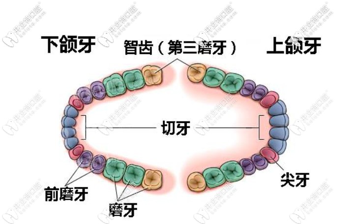 矫治牙齿需要拔智齿吗