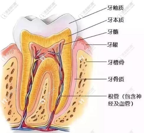 牙齿结构图