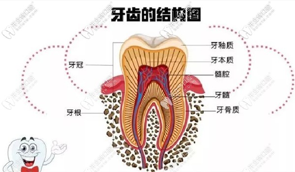 牙齿的结构图