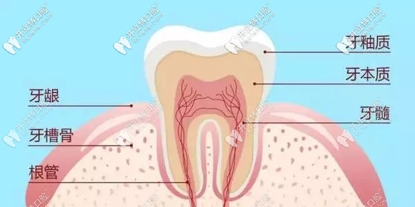 牙齿的结构示意图
