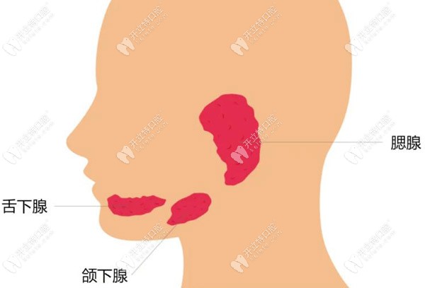 口腔内分布着三大涎腺（唾液腺），是腮腺、颌下腺和舌下腺